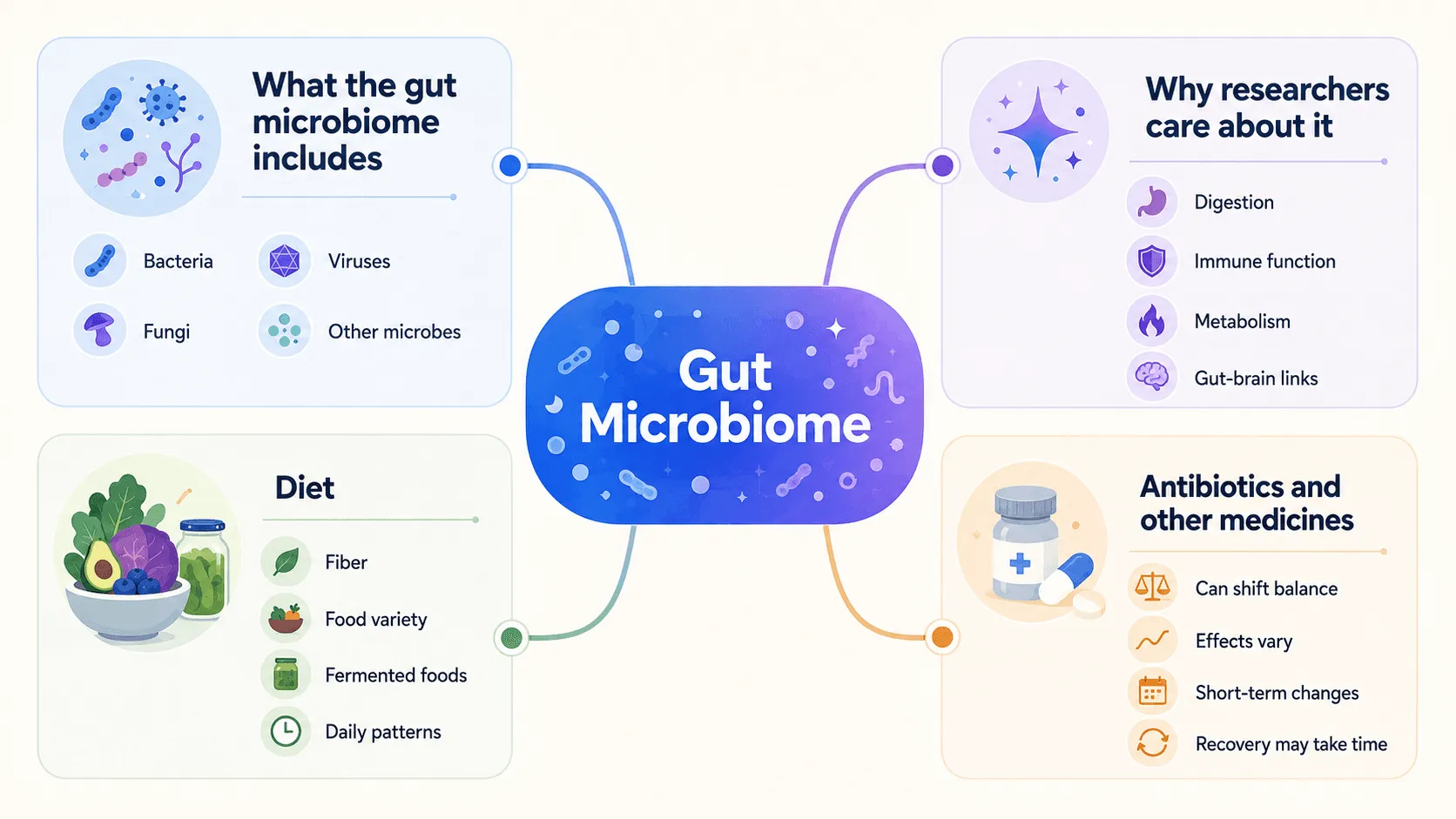 Editorial infographic explaining the gut microbiome